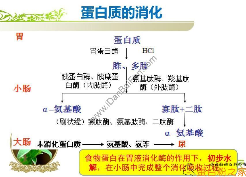 植物蛋白粉和动物蛋白粉的区别介绍，健身人士应该怎么选？